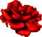 rose rouge Cheyenne63 - Free PNG Animated GIF