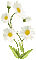 soave deco spring flowers branch animated daisy - GIF animé gratuit GIF animé