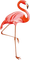 Flamingo, Vogel - zadarmo png animovaný GIF