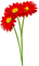 Flowers.Red - zadarmo png animovaný GIF