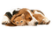 dog with cat bp - kostenlos png Animiertes GIF