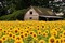 FIELD OF FLOWERS - kostenlos png Animiertes GIF