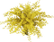 mimosa - PNG gratuit GIF animé