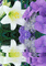 kwiatki gif - Nemokamas animacinis gif animuotas GIF