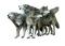 wolf pack - zadarmo png animovaný GIF