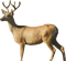 Kaz_Creations Deer - gratis png animerad GIF