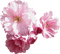 Kwiaty drzewo - безплатен png анимиран GIF