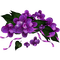 kikkapink deco flowers purple spring summer - бесплатно png анимированный гифка