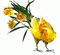 Gallo - Darmowy animowany GIF animowany gif