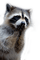 raccoon bp - darmowe png animowany gif