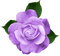Rose.Purple