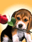 dog - Zdarma animovaný GIF animovaný GIF