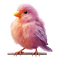 bird - nemokama png animuotas GIF