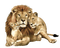 Kaz_Creations Lion - kostenlos png Animiertes GIF