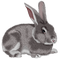 conejo - zadarmo png animovaný GIF