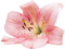 Flowers pink bp - zadarmo png animovaný GIF