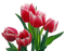 Kaz_Creations Deco Flowers Colours - gratis png animeret GIF