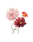 kikkapink red orange pink spring flowers - безплатен png анимиран GIF