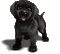 dog katrin - Animovaný GIF zadarmo animovaný GIF