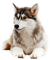 louo  idca - Free PNG Animated GIF