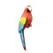Perroquet - png gratuito GIF animata