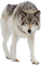 wolf - δωρεάν png κινούμενο GIF