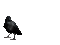 raven, crow gif - Animovaný GIF zadarmo animovaný GIF