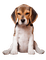 maj beagle - png gratis GIF animasi