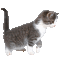 Котики - Darmowy animowany GIF