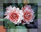 minou-animate-art-flowers - Free animated GIF Animated GIF