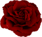 rose - фрее пнг анимирани ГИФ