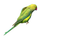 Rena Halsbandsittich vogel green grün - PNG gratuit GIF animé