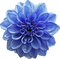 blue-rose-flower-minou52