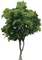 Arbre - Free PNG Animated GIF