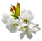 flori 2 - png gratis GIF animado