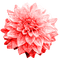 Flower.Red - darmowe png animowany gif