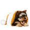 Kaz_Creations Dogs Dog Pup 🐶 Christmas - zdarma png animovaný GIF