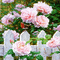 dolceluna pink roses spring background - GIF animé gratuit GIF animé