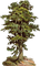Baum - 免费PNG 动画 GIF