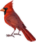 Vogel, rot, Bird, red