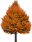 Árbol de Otoño - PNG gratuit GIF animé