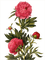 Peony Flower Red Green - Bogusia - Free PNG Animated GIF