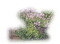 garden pink plants bush sunshine3 - 免费PNG 动画 GIF