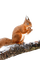 squirrel - PNG gratuit GIF animé