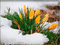 FLOWERS - Free animated GIF Animated GIF