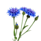 Цветы - besplatni png animirani GIF