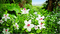 fleurs - Free animated GIF Animated GIF