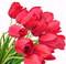 Tulipany - Nemokamas animacinis gif animuotas GIF