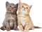 cats - Zdarma animovaný GIF animovaný GIF
