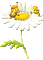 Bees a nd Flower gif